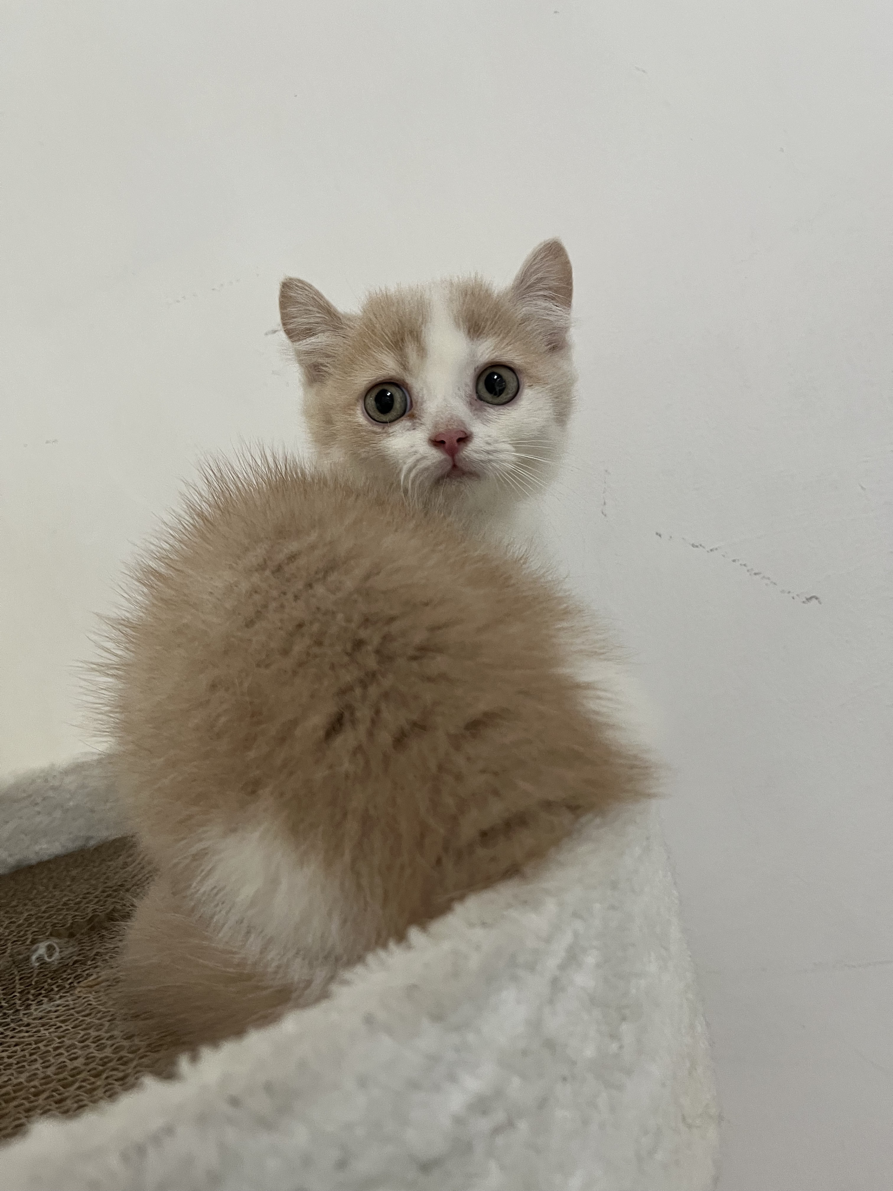 卷耳矮脚猫卷耳曼基康乳白卷耳